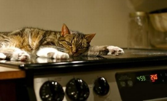 Кот на плите